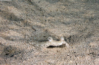 Bothus ocellatus (Eyed Flounder)