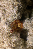 Telmatactis cricoides (Club-Tipped Anemone)