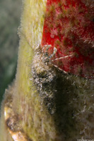 Pagurus brevidactylus (Shortfinger Hermit Crab)