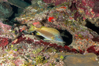 Haemulon plumierii (White Grunt)