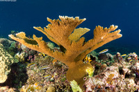 Acropora palmata (Elkhorn Coral)