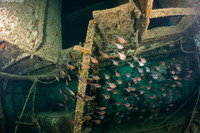 Pempheris schomburgkii (Glassy Sweeper)