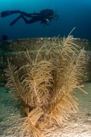 Antillogorgia sp.1 (Sea Plume)
