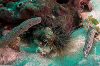 Bartholomea annulata (Corkscrew Anemone)