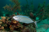 Caranx ruber (Bar Jack)