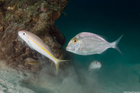 Mulloidichthys martinicus (Yellow Goatfish)