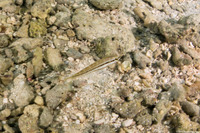 Halichoeres bivittatus (Slippery Dick)