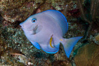 Acanthurus coeruleus (Blue Tang)