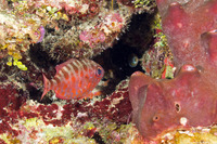 Heteropriacanthus cruentatus (Glasseye)