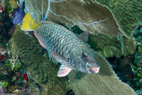 Sparisoma rubripinne (Yellowtail Parrotfish)