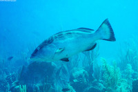 Mycteroperca bonaci (Black Grouper)