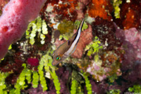 Canthigaster rostrata (Sharpnose Puffer)