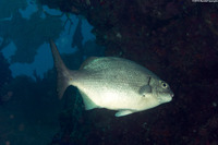 Kyphosus cinerascens (Topsail Chub)
