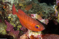 Priacanthus arenatus (Bigeye)