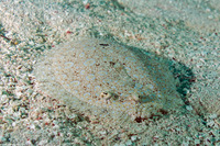 Bothus lunatus (Peacock Flounder)