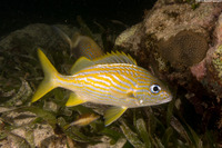 Haemulon flavolineatum (French Grunt)