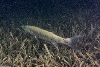 Sphyraena barracuda (Great Barracuda)