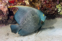 Pomacanthus paru (French Angelfish)