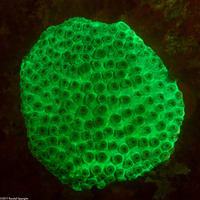 Montastraea cavernosa (Great Star Coral)