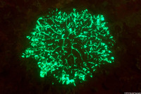 Meandrina meandrites (Maze Coral)