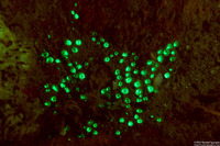 Zoanthus pulchellus (Mat Zoanthid)