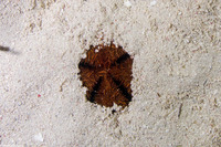 Meoma ventricosa (Red Heart Urchin)