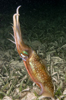 Sepioteuthis sepioidea (Caribbean Reef Squid)