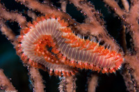 Hermodice carunculata (Bearded Fireworm)