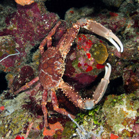 Maguimithrax spinosissimus (Channel Clinging Crab)
