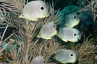 Chaetodon capistratus (Foureye Butterflyfish)