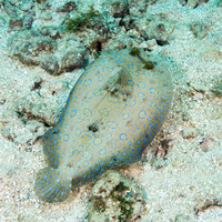 Bothus lunatus (Peacock Flounder)