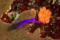 Gramma melacara (Blackcap Basslet)