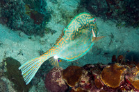 Acanthostracion quadricornis (Scrawled Cowfish)