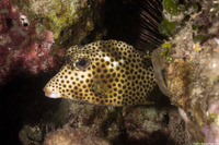 Lactophrys bicaudalis (Spotted Trunkfish)