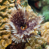 Sabellastarte magnifica (Magnificent Feather Duster)