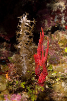 Plexaura homomalla (Black Sea Rod)