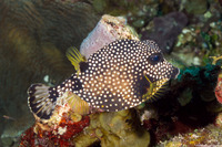 Lactophrys triqueter (Smooth Trunkfish)