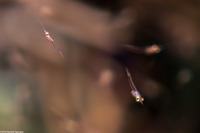 Order Mysida (Mysids)