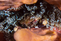 Mithraculus cinctimanus (Banded Clinging Crab)