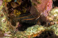 Davidaster rubiginosus (Golden Crinoid)