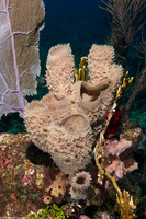 Callyspongia aculeata (Branching Vase Sponge)