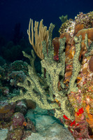 Iotrochota birotulata (Green Finger Sponge)