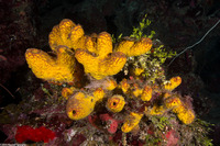 Aiolochroia crassa (Branching Tube Sponge)