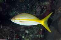 Ocyurus chrysurus (Yellowtail Snapper)
