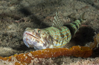 Synodus intermedius (Sand Diver)