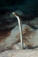 Heteroconger longissimus (Brown Garden Eel)