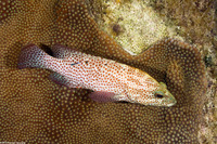 Cephalopholis cruentata (Graysby)
