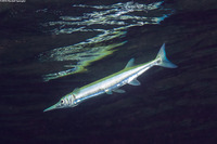 Tylosurus crocodilus (Houndfish)