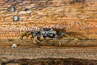 Plagusia depressa (Tidal Spray Crab)