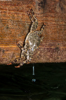 Plagusia depressa (Tidal Spray Crab)